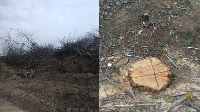 На Хмельниччині незаконно вирубали дерев на понад мільйон гривень