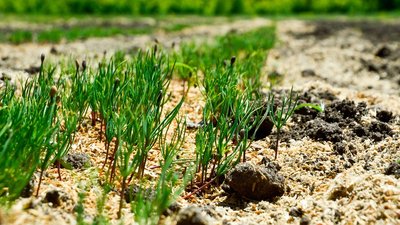 На Дніпропетровщині провели перші догляди за цьогорічними сходами дерев. Скільки та що посіяно