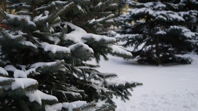 Сніг і мороз: якою буде погода у Харківській області на початку тижня