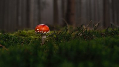 В Україні ще затримається тепло. Синоптики розповіли про погоду на 26 жовтня