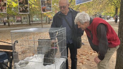 40 собак та котів знайшли новий дім. У Миколаєві відбулася чергова виставка-прилаштування