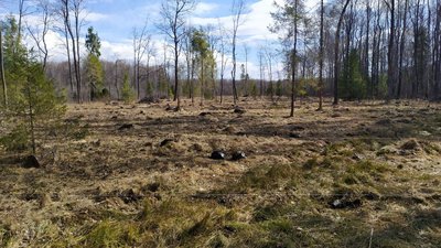 У Богородчанському лісництві прикарпатці й переселенці посадили понад 1 700 саджанців модрини