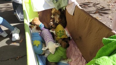 "Щастя не має породи" – у Миколаєві шукали домівки для безпритульних собак "Щастя не має породи" – у Миколаєві шукали домівки для безпритульних собак
