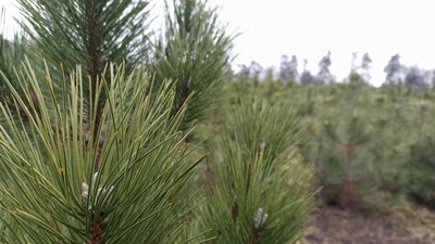 В Оникіївському лісництві до новорічно-різдвяних свят планують продати три тисячі дерев В Оникіївському лісництві до новорічно-різдвяних свят планують продати три тисячі дерев