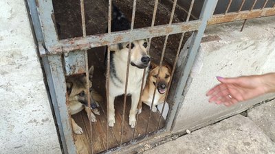 На Тернопільщину евакуювали собак з підтоплених районів Херсонщини На Тернопільщину евакуювали собак з підтоплених районів Херсонщини
