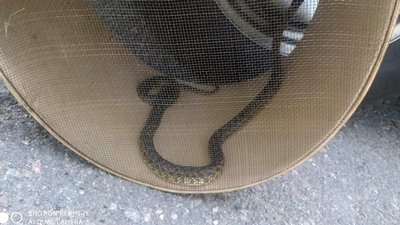 У приватному домоволодінні на Дніпропетровщині надзвичайники відловили змію