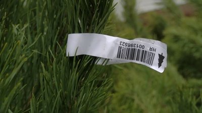 Перевірка точок продажу новорічних дерев Перевірка точок продажу новорічних дерев