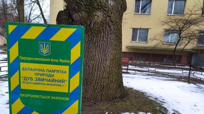 На Миколаївщині ростуть дерева віком понад 120 років На Миколаївщині ростуть дерева віком понад 120 років