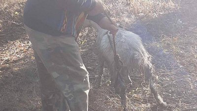 На Одещині врятували козеня, яке впало у цистерну з мазутом На Одещині врятували козеня, яке впало у цистерну з мазутом