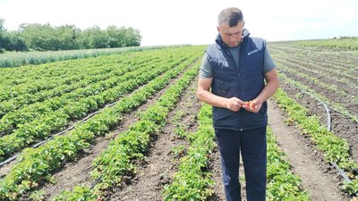 На Кіровоградщині удвічі подешевшала полуниця. Яка ціна й що на неї впливає На Кіровоградщині удвічі подешевшала полуниця. Яка ціна й що на неї впливає