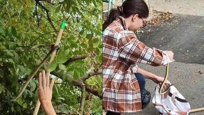 В Одеській області на дереві знайшли червонокнижну змію