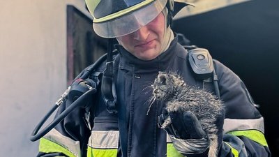 У Тернополі пожежники врятували з вогню кошеня