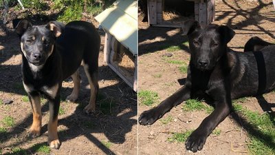 У прикарпатському "Домі Сірка" шукають нових господарів цуцикам з Ірпеня