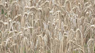 Аграрії Сумщини не можуть продати зібраний врожай Аграрії Сумщини не можуть продати зібраний врожай