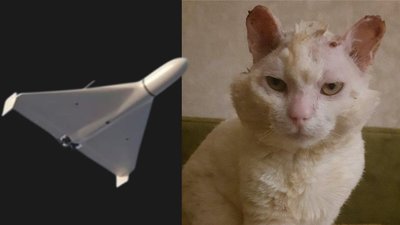 У Запоріжжі лікують кота Бусю, який дістав численних опіків через атаку РФ 29 січня