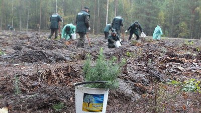На Житомирщині висадили понад 300 тисяч саджанців в рамках проєкту "Мільйон дерев за 24 години"