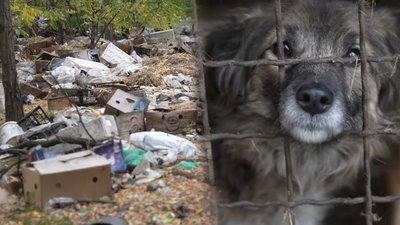 притулок у Вишневому, сміття, сміттєзвалище, Дніпро