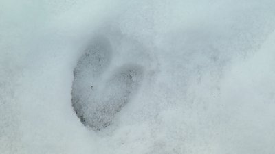 люді льви арли і куропаткі рагатиє алені гусі паукі і обітавшіе в воде марскіє звьозди люді льви арли і куропаткі рагатиє алені гусі паукі і обітавшіе в воде марскіє звьозди