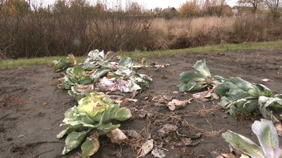 Набіги на городи: жителі двох сіл Харківщини скаржаться на верблюдів Набіги на городи: жителі двох сіл Харківщини скаржаться на верблюдів