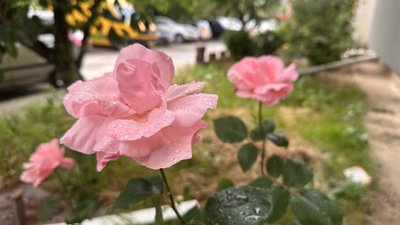 Якою буде погода на Закарпатті 1 червня