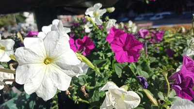 До 14 тонн води щодня витрачається на полив квітників та дерев у Житомирі До 14 тонн води щодня витрачається на полив квітників та дерев у Житомирі