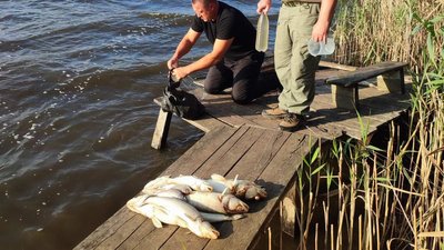 На водосховищі на Полтавщині масово загинула риба: які діють заборони На водосховищі на Полтавщині масово загинула риба: які діють заборони