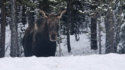 Канадська влада просить водіїв не дозволяти лосям лизати автомобілі