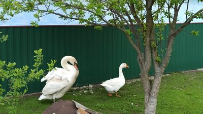 Лебідь Сіма п’ять років живе вдома в жительки Кіровоградщини Лебідь Сіма п’ять років живе вдома в жительки Кіровоградщини
