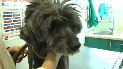 Історія одного сліпого та онкохворого собаки з Одеси