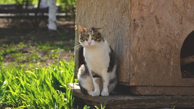 "Котиків шкода". На території Одеського жіночого монастиря облаштували притулок для тварин "Котиків шкода". На території Одеського жіночого монастиря облаштували притулок для тварин