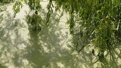 Річка Тлумачик, верба, вода