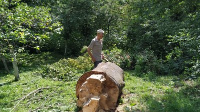 Їдять усе підряд: у чотирьох селах на Волині карантин через гусінь Їдять усе підряд: у чотирьох селах на Волині карантин через гусінь