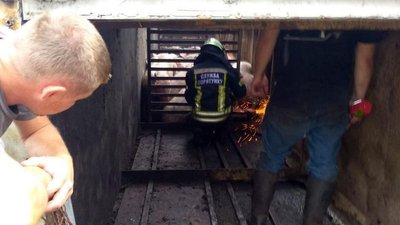 На Дніпропетровщині перекинулася вантажівка зі 150 свинями На Дніпропетровщині перекинулася вантажівка зі 150 свинями