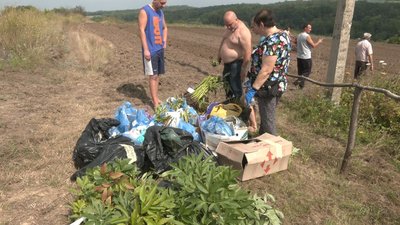 У Холодному Яру садять півонії У Холодному Яру садять півонії