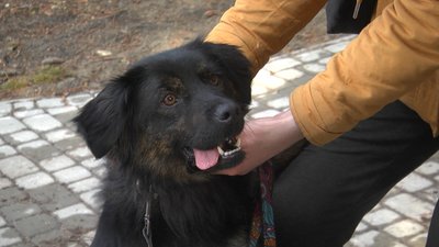 У Львові собака-візитер відвідує літніх людей у пансіонаті У Львові собака-візитер відвідує літніх людей у пансіонаті