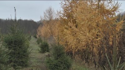 Ялинки Орел Ялинки Орел