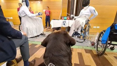 Пес Баррі дивиться на спаринг поміж фехтувальниками. Пес Баррі дивиться на спаринг поміж фехтувальниками.