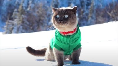 Тернополянка Ореста Дешева подорожує зі своїм котом Тернополянка Ореста Дешева подорожує зі своїм котом
