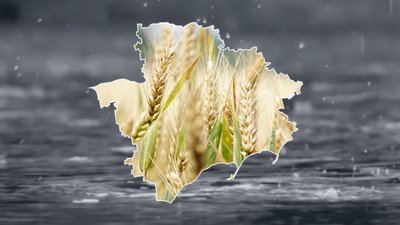 Попри дощі та буревії, в Запорізькій області очікують високий врожай