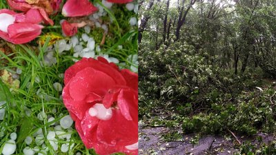 Негода на Волині: вітер ламає дерева, град понищив городину Негода на Волині: вітер ламає дерева, град понищив городину