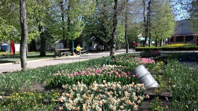 Три мільйони тюльпанів почали квітнути в кропивницькому дендропарку Три мільйони тюльпанів почали квітнути в кропивницькому дендропарку