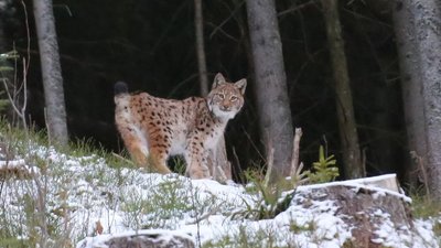 Добре, що я не браконьєр. Автор фото рисей розповів про своє хобі Добре, що я не браконьєр. Автор фото рисей розповів про своє хобі