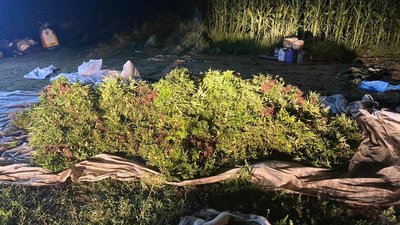 На полі з кукурудзою: на Херсонщині наркоділки знаходять нові способи вирощування конопель На полі з кукурудзою: на Херсонщині наркоділки знаходять нові способи вирощування конопель