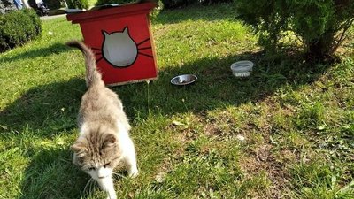 У Новомиргороді на Кіровоградщині встановлюють хатинки для вуличних котів