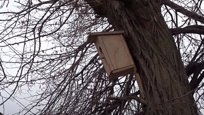 Нерухомість для пташок: для чого робити штучні гніздівлі на Черкащині — пояснення орнітолога