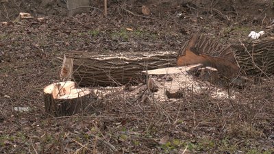 За незаконно зрубані 19 акацій — понад 100 тисяч гривень штрафу