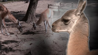 Дитинча гуанако, на ім'я Карамелька, живе у зоопарку Рівного