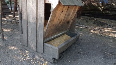 На Полтавщині розводять диких кабанів: навіщо та як за ними доглядають На Полтавщині розводять диких кабанів: навіщо та як за ними доглядають