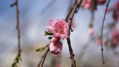 Зацвіли перші сакури та магнолії Зацвіли перші сакури та магнолії