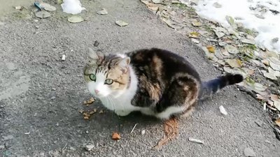 Безпритульні тварини взимку Безпритульні тварини взимку